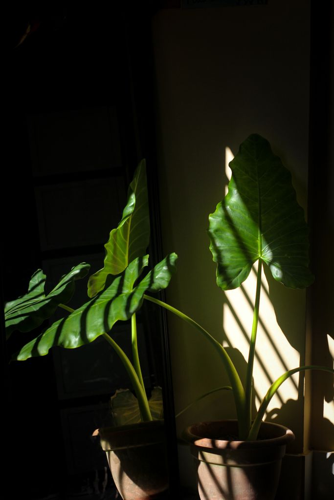 Potted philodendron illuminated by sunlight casting artistic shadows indoors.